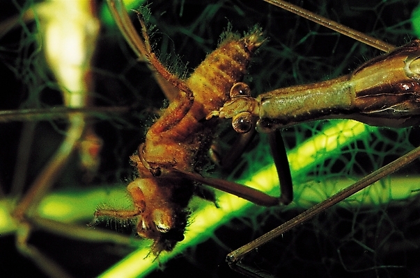 포토 JPG 동물 곤충 두마리 절지류 자연 근접촬영 사람없음 아웃포커스 수중동물 벌레 먹이 벌 먹기 사냥 사마귀 게아재비 먹이사냥 국내포토 뷰포인트 2 모션 촬영기법 생태계 파일형식