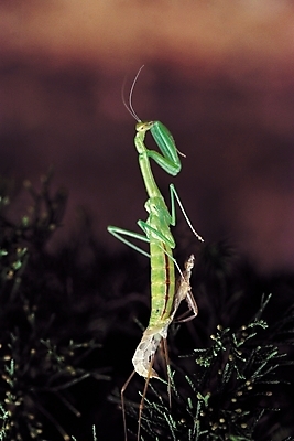 포토 JPG 동물 한마리 곤충 절지류 자연 근접촬영 사람없음 아웃포커스 껍질 벌레 사마귀 탈피 표피 허물 국내포토 1 뷰포인트 촬영기법 생태계 파일형식