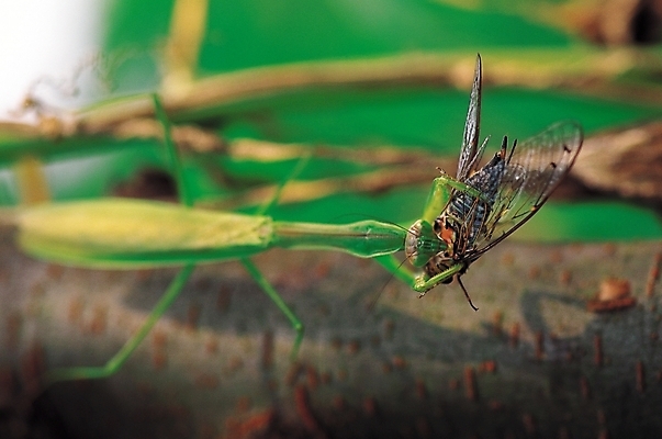 포토 JPG 동물 곤충 두마리 절지류 자연 근접촬영 사람없음 아웃포커스 벌레 먹이 먹기 사냥 매미 사마귀 먹이사냥 국내포토 뷰포인트 2 모션 촬영기법 생태계 파일형식