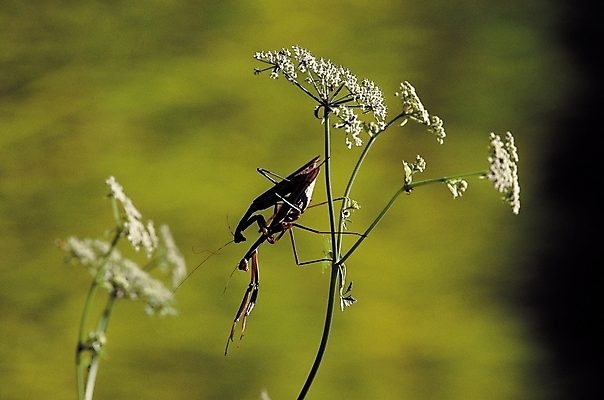 포토 JPG 식물 동물 꽃 곤충 두마리 절지류 자연 사람없음 아웃포커스 흰색 벌레 수컷 사마귀 짝짓기 국내포토 컬러 2 촬영기법 생태계 파일형식