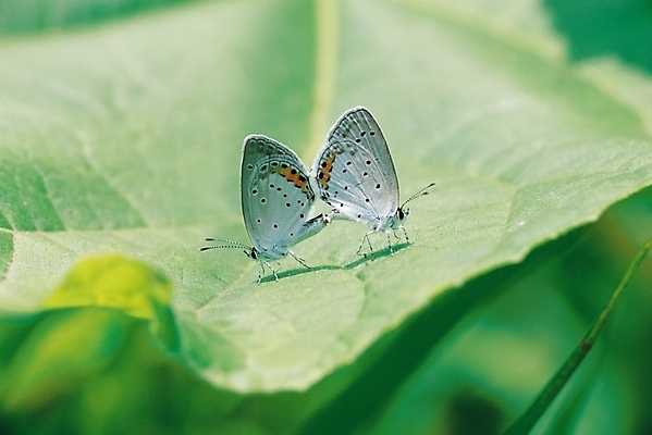 포토 JPG 식물 동물 나비 곤충 잎 두마리 절지류 날개 자연 나뭇잎 사람없음 아웃포커스 흰색 벌레 더듬이 국내포토 컬러 2 촬영기법 생태계 파일형식