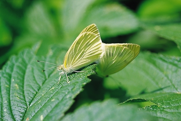 포토 JPG 식물 동물 나비 곤충 잎 두마리 절지류 날개 자연 나뭇잎 사람없음 아웃포커스 노란색 흰색 벌레 더듬이 국내포토 컬러 2 촬영기법 생태계 파일형식