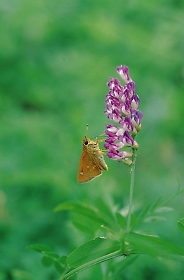 포토 JPG 식물 동물 한마리 꽃 분홍색 나비 곤충 절지류 자연 사람없음 아웃포커스 벌레 꿀채취 국내포토 1 컬러 촬영기법 수집 생태계 파일형식