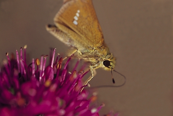 포토 JPG 식물 동물 한마리 꽃 나비 곤충 절지류 날개 자연 근접촬영 사람없음 아웃포커스 벌레 자주색 더듬이 꿀채취 국내포토 1 뷰포인트 컬러 촬영기법 수집 생태계 파일형식