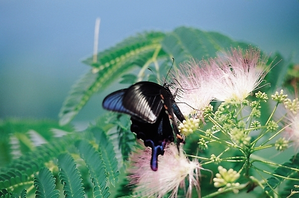 포토 JPG 식물 동물 한마리 꽃 분홍색 나비 곤충 절지류 날개 자연 사람없음 아웃포커스 벌레 더듬이 꿀채취 국내포토 1 컬러 촬영기법 수집 생태계 파일형식