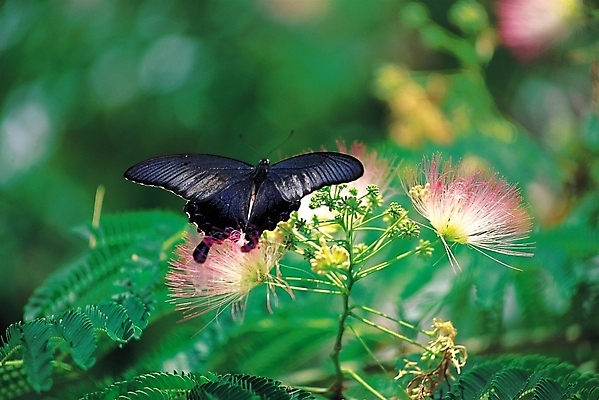 포토 JPG 식물 동물 한마리 꽃 분홍색 나비 곤충 절지류 날개 자연 사람없음 아웃포커스 벌레 더듬이 꿀채취 국내포토 1 컬러 촬영기법 수집 생태계 파일형식