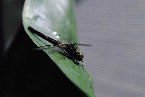 포토 JPG 식물 동물 한마리 곤충 절지류 자연 나뭇잎 근접촬영 사람없음 아웃포커스 벌레 잠자리 국내포토 1 뷰포인트 잎 촬영기법 생태계 파일형식