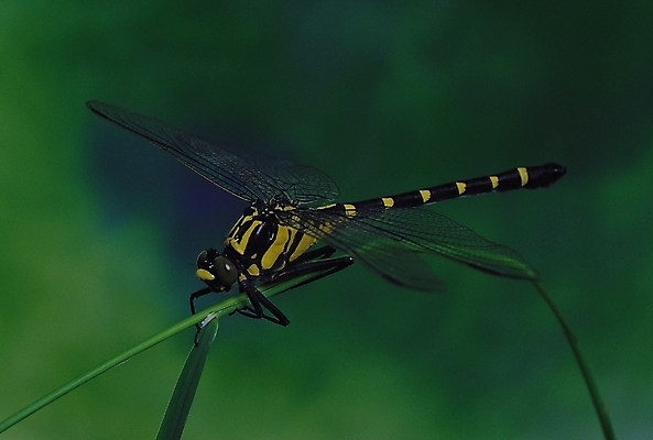 포토 JPG 식물 동물 한마리 곤충 절지류 날개 자연 근접촬영 사람없음 풀 풀잎 벌레 잠자리 국내포토 1 뷰포인트 잎 풀_식물 생태계 파일형식