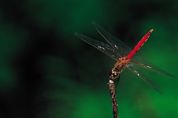 포토 JPG 동물 한마리 곤충 절지류 날개 자연 근접촬영 사람없음 나뭇가지 벌레 잠자리 고추잠자리 국내포토 나무 1 뷰포인트 생태계 파일형식