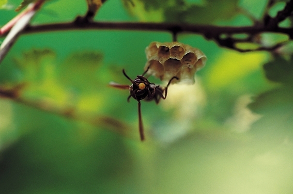 포토 JPG 동물 한마리 곤충 절지류 자연 근접촬영 사람없음 아웃포커스 나뭇가지 벌레 꿀벌 벌집 일벌 국내포토 나무 1 뷰포인트 촬영기법 벌_곤충 생태계 파일형식