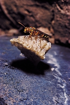 포토 JPG 동물 한마리 곤충 절지류 자연 그림자 근접촬영 사람없음 아웃포커스 돌_바위 바위 벌레 꿀벌 벌집 일벌 국내포토 1 뷰포인트 촬영기법 벌_곤충 생태계 파일형식