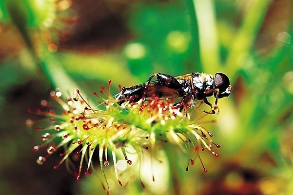 포토 JPG 식물 동물 한마리 곤충 절지류 자연 근접촬영 사람없음 아웃포커스 벌레 벌 사냥 먹이사냥 벌레잡이 벌레잡이식물 식충식물 국내포토 1 뷰포인트 촬영기법 생태계 파일형식