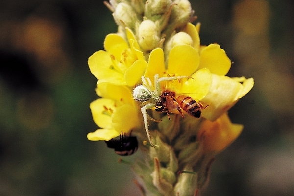 포토 JPG 식물 동물 꽃 컬러 곤충 절지류 자연 세마리 근접촬영 사람없음 노란색 벌레 벌 사냥 거미 먹이사냥 국내포토 뷰포인트 3 생태계 파일형식