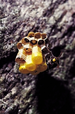 포토 JPG 동물 한마리 곤충 절지류 날개 자연 근접촬영 사람없음 아웃포커스 돌_바위 바위 벌레 꿀벌 더듬이 애벌레 벌집 일벌 국내포토 1 뷰포인트 촬영기법 벌_곤충 생태계 파일형식