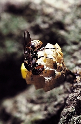 포토 JPG 동물 한마리 곤충 절지류 날개 자연 근접촬영 사람없음 아웃포커스 돌_바위 바위 벌레 꿀벌 더듬이 벌집 일벌 국내포토 1 뷰포인트 촬영기법 벌_곤충 생태계 파일형식