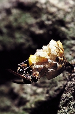 포토 JPG 동물 한마리 곤충 절지류 날개 자연 근접촬영 사람없음 아웃포커스 돌_바위 바위 벌레 꿀벌 더듬이 벌집 일벌 국내포토 1 뷰포인트 촬영기법 벌_곤충 생태계 파일형식