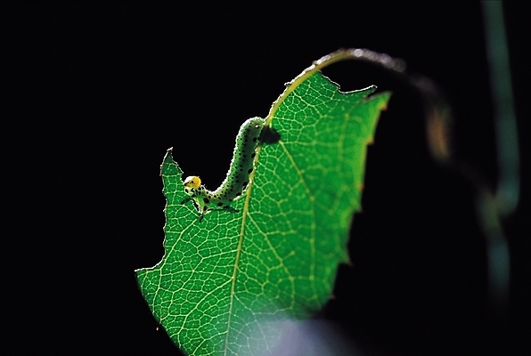 포토 JPG 식물 동물 한마리 곤충 절지류 자연 나뭇잎 근접촬영 사람없음 아웃포커스 벌레 애벌레 풀벌레 국내포토 1 뷰포인트 잎 촬영기법 생태계 파일형식