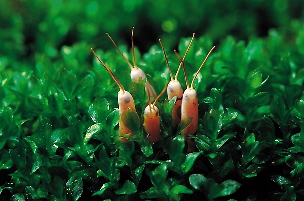 포토 JPG 식물 동물 곤충 절지류 여러마리 자연 사람없음 아웃포커스 풀 벌레 더듬이 국내포토 다수 촬영기법 생태계 파일형식