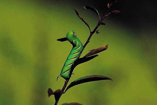 포토 JPG 식물 동물 한마리 곤충 절지류 자연 근접촬영 사람없음 아웃포커스 풀 벌레 애벌레 국내포토 1 뷰포인트 촬영기법 생태계 파일형식