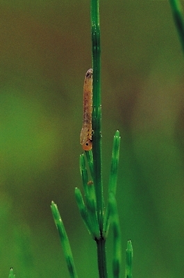 포토 JPG 식물 동물 한마리 곤충 절지류 자연 근접촬영 사람없음 아웃포커스 풀 벌레 애벌레 국내포토 1 뷰포인트 촬영기법 생태계 파일형식