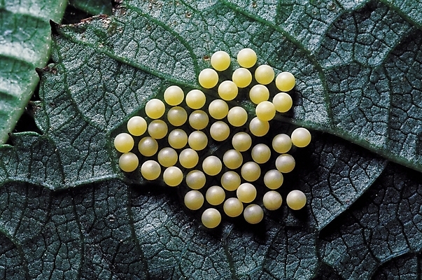 포토 JPG 식물 동물 곤충 잎 절지류 나뭇잎 근접촬영 사람없음 계란 벌레 잎맥 곤충알 벌레알 국내포토 뷰포인트 알 파일형식