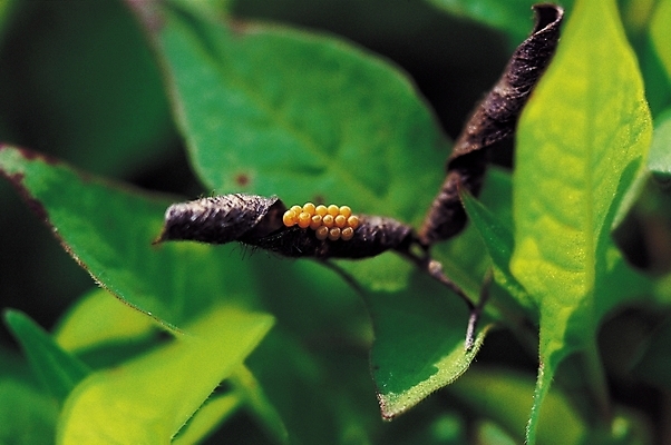 포토 JPG 식물 곤충 잎 절지류 자연 나뭇잎 근접촬영 사람없음 야외 아웃포커스 계란 알 벌레 곤충알 벌레알 국내포토 동물 뷰포인트 촬영기법 생태계 파일형식
