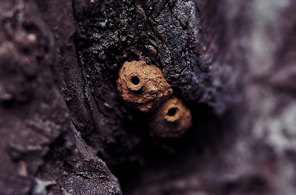 포토 JPG 나무 식물 곤충 절지류 자연 근접촬영 사람없음 아웃포커스 구멍 개미 벌레집 국내포토 동물 뷰포인트 촬영기법 생태계 파일형식