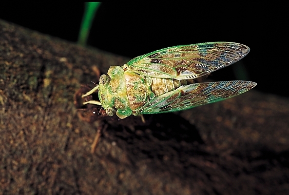 포토 JPG 나무 식물 동물 한마리 곤충 절지류 날개 자연 근접촬영 사람없음 아웃포커스 벌레 매미 국내포토 1 뷰포인트 촬영기법 생태계 파일형식