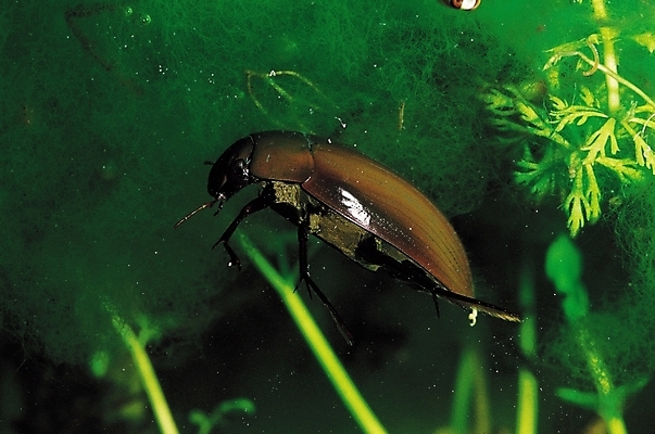 포토 JPG 동물 한마리 곤충 절지류 자연 사람없음 수중 수중동물 벌레 물방개 수중사진 국내포토 1 생태계 파일형식
