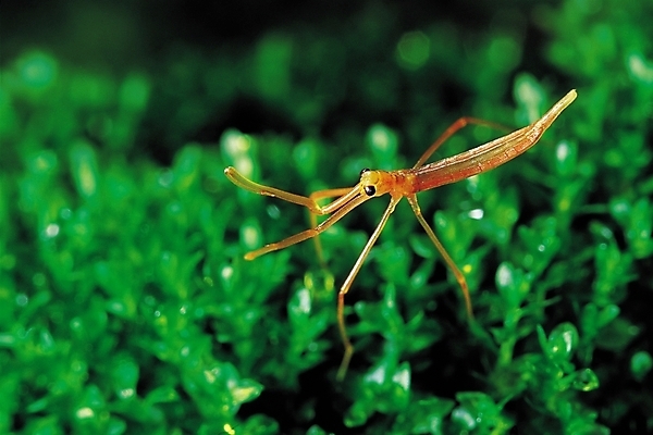 포토 JPG 동물 한마리 곤충 절지류 자연 사람없음 수중 수중동물 해충 벌레 모기 모기유충 수중사진 국내포토 1 생태계 파일형식