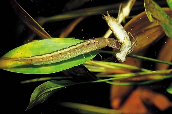 포토 JPG 식물 동물 곤충 두마리 절지류 자연 나뭇잎 사람없음 수중 수중동물 풀 풀잎 벌레 사냥 먹이사냥 수중사진 국내포토 잎 2 풀_식물 생태계 파일형식