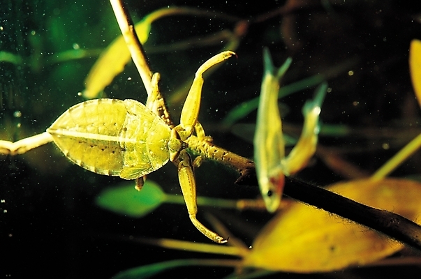 포토 JPG 식물 동물 곤충 잎 절지류 자연 나뭇잎 어류 사람없음 수중 수중동물 나뭇가지 벌레 사냥 먹이사냥 수중사진 국내포토 나무 생태계 파일형식