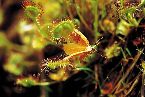 포토 JPG 식물 동물 한마리 나비 곤충 절지류 자연 근접촬영 사람없음 아웃포커스 벌레 사냥 먹이사냥 벌레잡이 벌레잡이식물 식충식물 국내포토 1 뷰포인트 촬영기법 생태계 파일형식