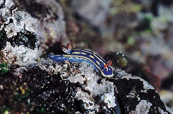 포토 JPG 동물 한마리 자연 연체동물 근접촬영 사람없음 아웃포커스 돌_바위 바위 달팽이 바다달팽이 국내포토 1 뷰포인트 무척추동물 촬영기법 생태계 파일형식 달팽이_동물