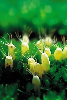 포토 JPG 동물 곤충 절지류 여러마리 자연 근접촬영 사람없음 아웃포커스 벌레 더듬이 국내포토 뷰포인트 다수 촬영기법 생태계 파일형식