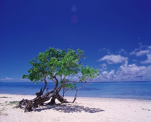 포토 JPG 주간 나무 식물 구름 사계절 계절 바다 자연 하늘 그림자 풍경 해변 사람없음 야외 여름 모래사장 그늘 국내포토 자연요소 생태계 파일형식