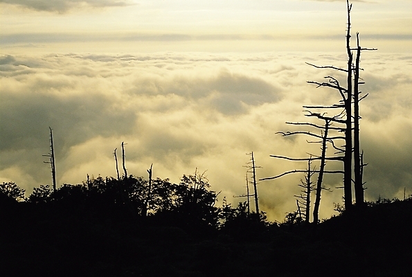 포토 JPG 나무 식물 구름 실루엣 자연 하늘 산 풍경 사람없음 야외 어둠 저녁 국내포토 자연요소 촬영기법 야간 생태계 파일형식