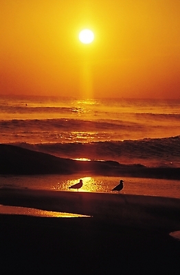 포토 JPG 동물 실루엣 물결 파도 바다 두마리 자연현상 자연 갈매기 조류 하늘 풍경 사람없음 야외 태양 일출 노을 어둠 일몰 저녁 국내포토 자연요소 2 촬영기법 야간 생태계 파일형식