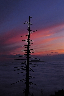포토 JPG 나무 식물 구름 실루엣 섬 자연현상 자연 하늘 산 풍경 사람없음 야외 노을 어둠 일몰 야간 저녁 국내포토 자연요소 촬영기법 생태계 파일형식