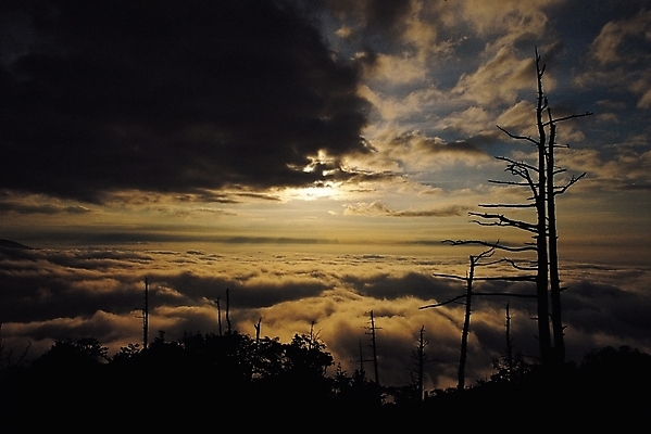 포토 JPG 나무 식물 구름 실루엣 자연현상 자연 하늘 풍경 사람없음 야외 노을 어둠 일몰 저녁 국내포토 자연요소 촬영기법 야간 생태계 파일형식