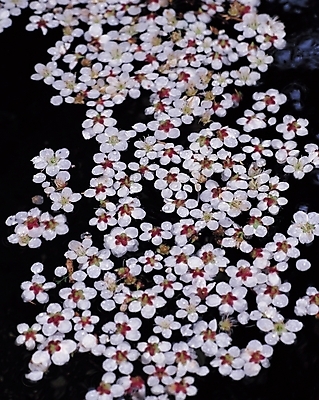 포토 JPG 나무 식물 계절 꽃잎 꽃 여러송이 백그라운드 잎 봄꽃 자연 풍경 사람없음 봄풍경 봄 벚꽃 나뭇가지 일본국화 국내포토 다수 생태계 파일형식