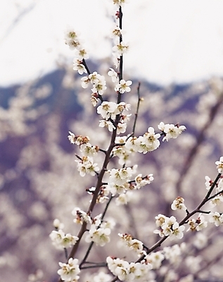 포토 JPG 주간 나무 식물 계절 꽃 봄꽃 자연 꽃나무 풍경 사람없음 야외 아웃포커스 봄풍경 봄 벚꽃 나뭇가지 벚나무 일본국화 국내포토 자연요소 촬영기법 생태계 파일형식