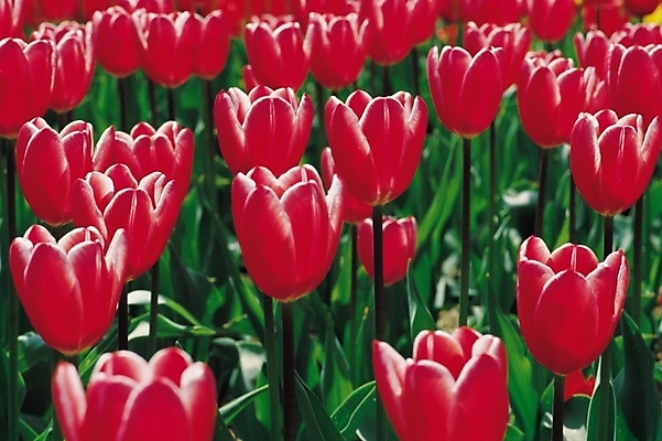 포토 JPG 식물 계절 꽃 컬러 여러송이 백그라운드 꽃밭 봄꽃 자연 풍경 사람없음 빨간색 봄풍경 봄 튤립 국내포토 다수 생태계 파일형식