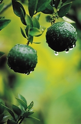 포토 JPG 나무 식물 열매 컬러 근접촬영 사람없음 아웃포커스 초록색 물방울 이슬 나무열매 국내포토 뷰포인트 촬영기법 파일형식