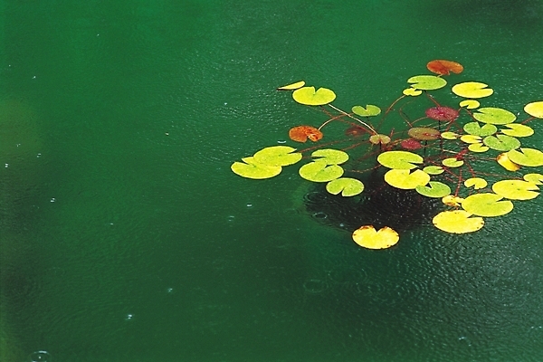 포토 JPG 주간 식물 잎 풍경 사람없음 야외 물 연못 연잎 플랑크톤 국내포토 자연요소 생물 파일형식