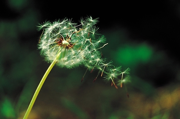 포토 JPG 식물 계절 꽃 한송이 날리기 씨앗 풍경 근접촬영 사람없음 아웃포커스 봄풍경 봄 민들레 민들레홀씨 국내포토 1 뷰포인트 모션 촬영기법 송이 파일형식