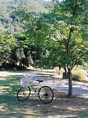 포토 JPG 주간 나무 식물 웰빙 계절 공원 육상교통 교통수단 교통 한대 풍경 취미 사람없음 야외 여름 자전거 봄풍경 봄 그늘 국내포토 자연요소 1 공공시설 바이크 파일형식