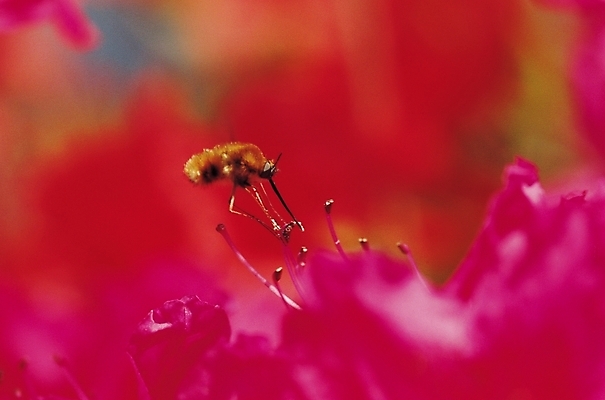 포토 JPG 식물 한마리 계절 꽃 분홍색 곤충 봄꽃 자연 풍경 근접촬영 사람없음 아웃포커스 봄풍경 봄 꿀벌 말벌 진달래 철쭉 꿀채취 일벌 진분홍색 국내포토 동물 1 뷰포인트 컬러 촬영기법 벌_곤충 수집 생태계 파일형식