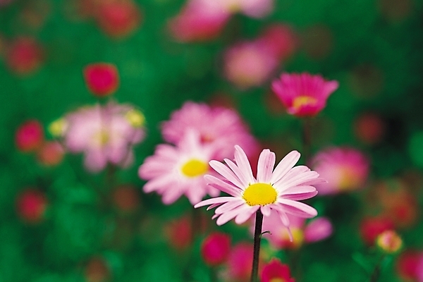 포토 JPG 식물 계절 꽃 분홍색 컬러 꽃밭 자연 국화 가을꽃 사람없음 아웃포커스 가을풍경 가을 소국 국내포토 촬영기법 풍경 생태계 파일형식 가을_계절