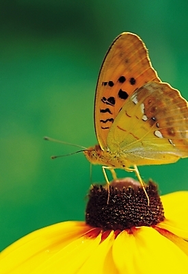 포토 JPG 식물 동물 한마리 사계절 계절 꽃 나비 곤충 한송이 날개 여름꽃 자연 해바라기 앉기 풍경 근접촬영 사람없음 아웃포커스 노란색 봄풍경 봄 더듬이 국내포토 1 뷰포인트 컬러 모션 촬영기법 생태계 송이 파일형식 여름_계절